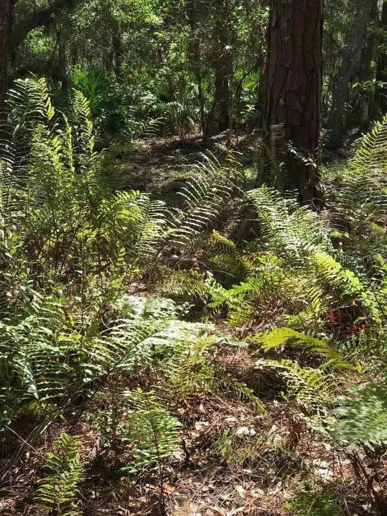 49 Fenny Bosk Trail Venus FL 33960