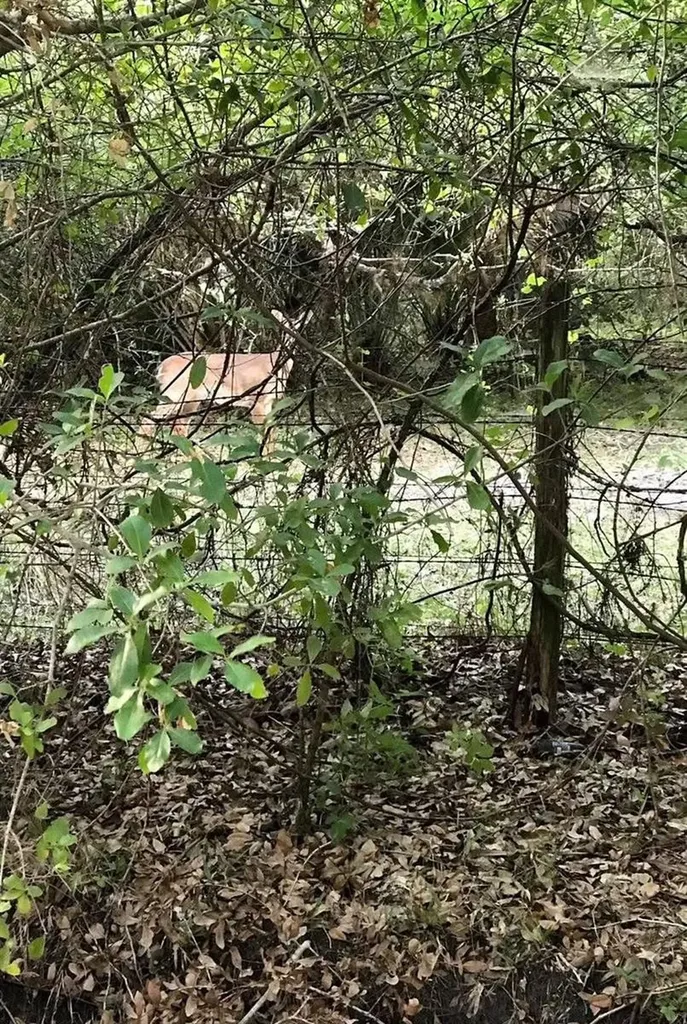 49 Fenny Bosk Trail Venus FL 33960