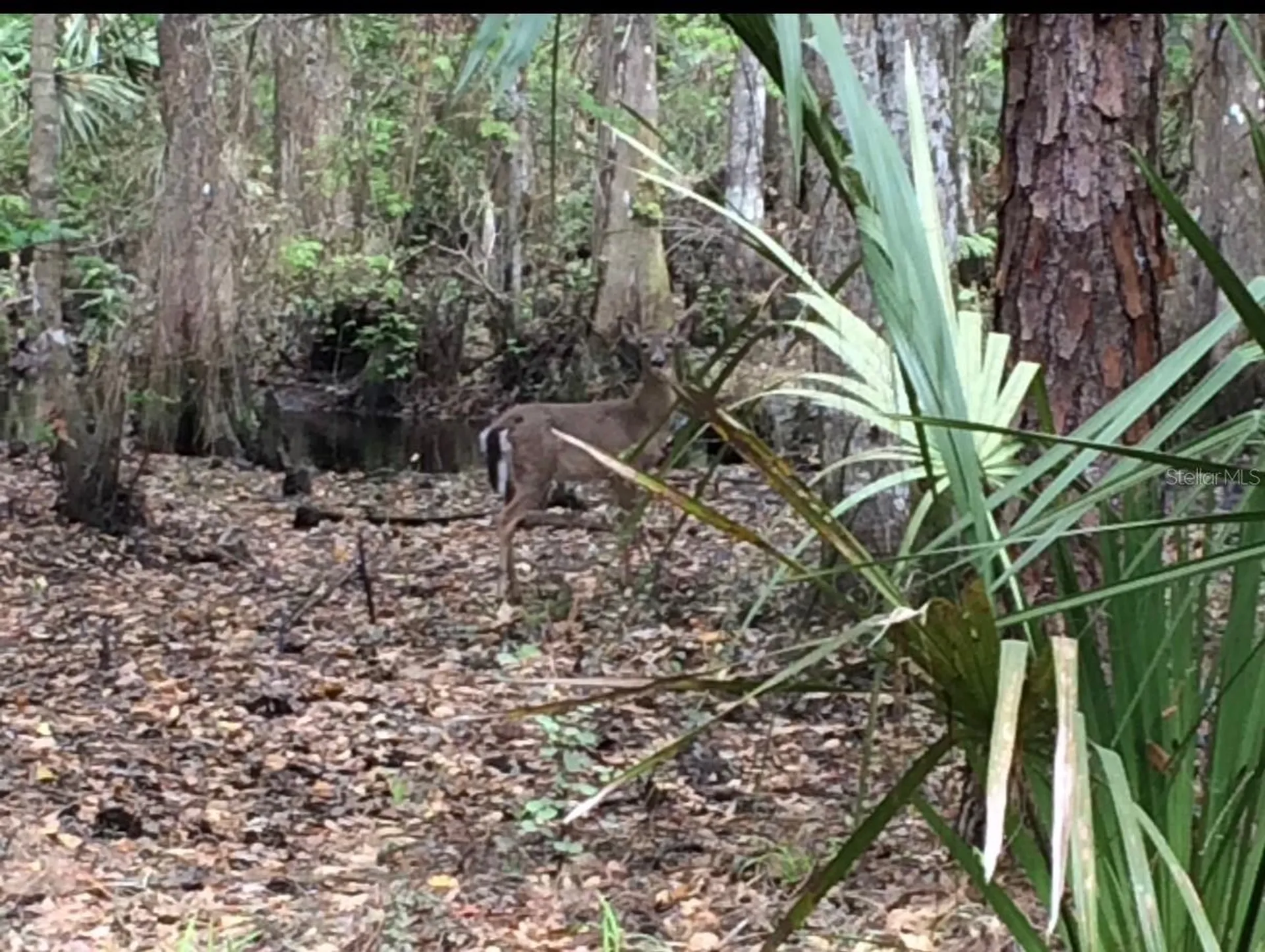 49 Fenny Bosk Trail Venus FL 33960