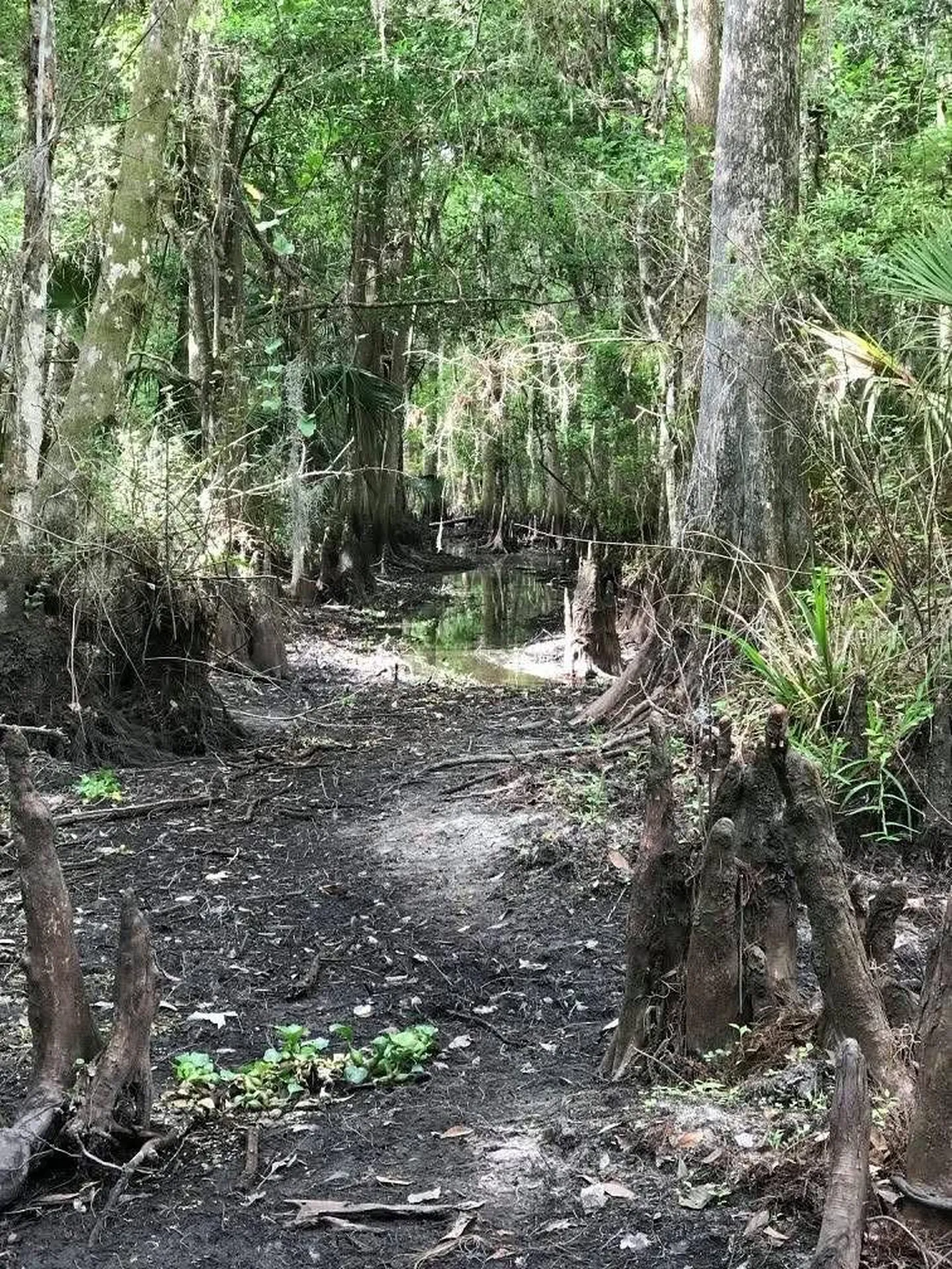 49 Fenny Bosk Trail Venus FL 33960