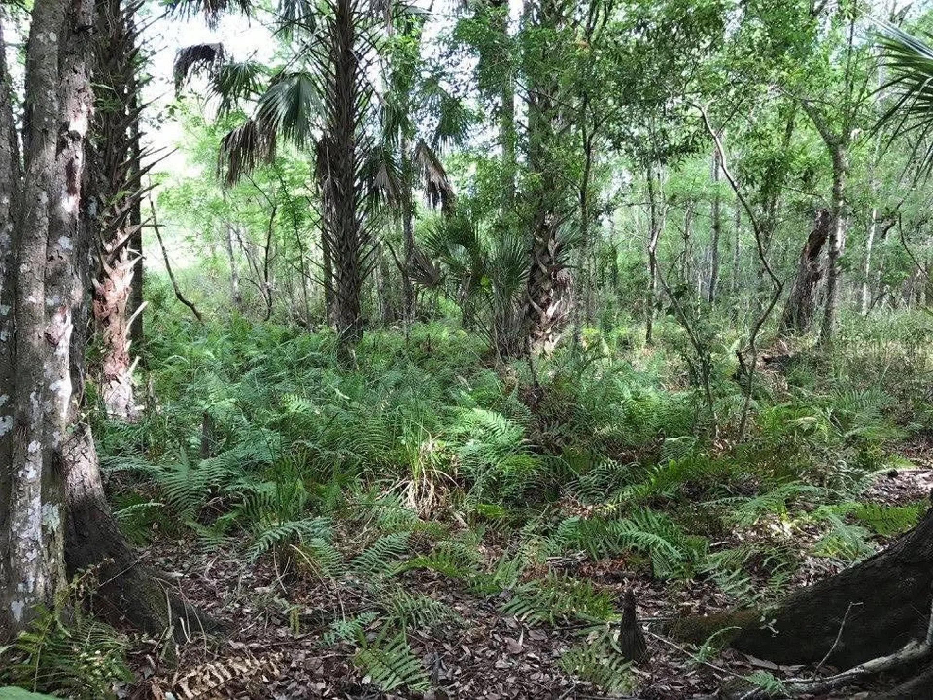 49 Fenny Bosk Trail Venus FL 33960