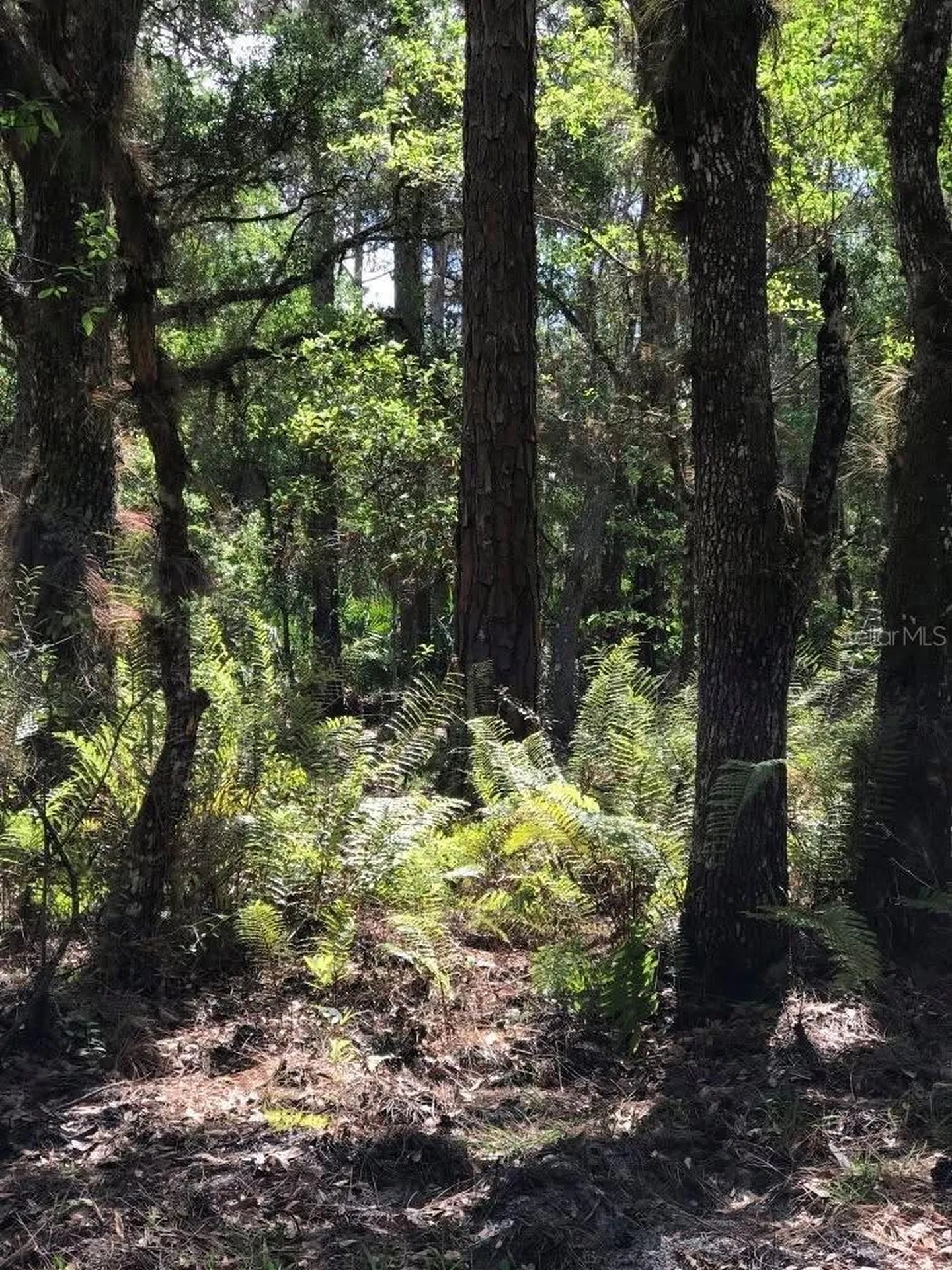 49 Fenny Bosk Trail Venus FL 33960