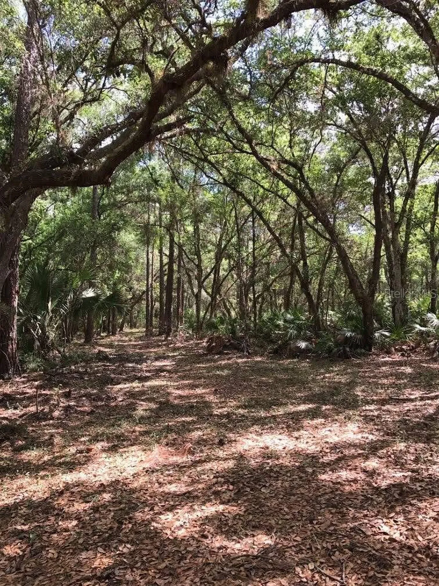 49 Fenny Bosk Trail Venus FL 33960