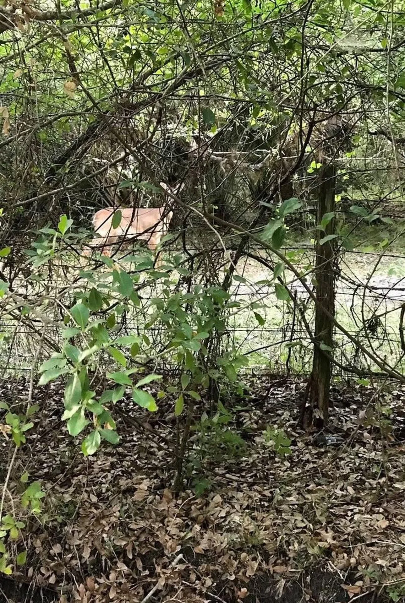 49 Fenny Bosk Trail Venus FL 33960