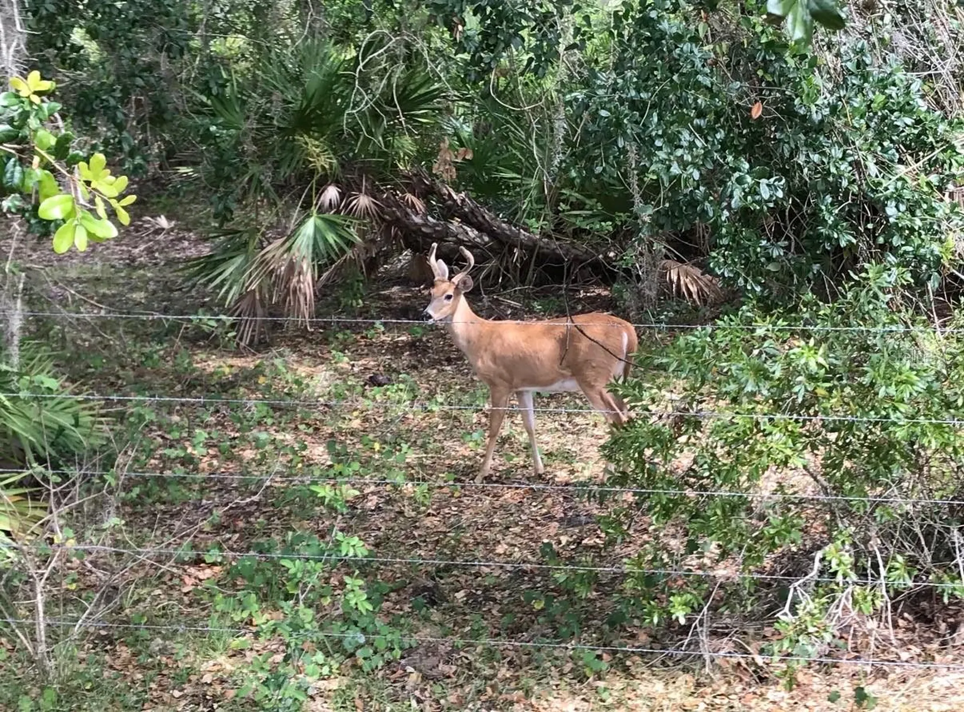 49 Fenny Bosk Trail Venus FL 33960