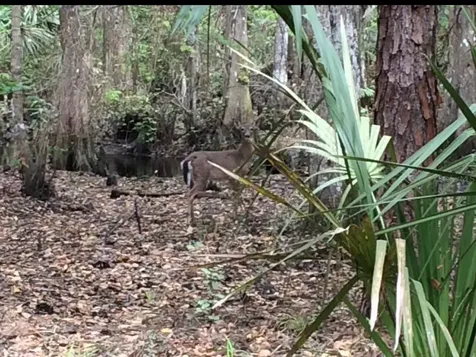 49 Fenny Bosk Trail Venus FL 33960