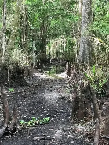 49 Fenny Bosk Trail Venus FL 33960