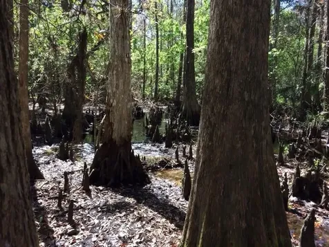 49 Fenny Bosk Trail Venus FL 33960