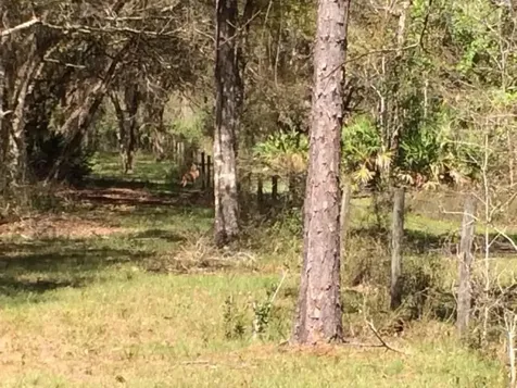 49 Fenny Bosk Trail Venus FL 33960