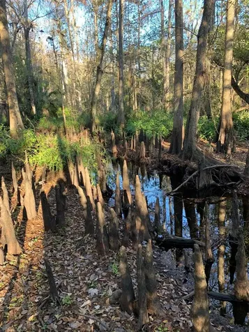 49 Fenny Bosk Trail Venus FL 33960