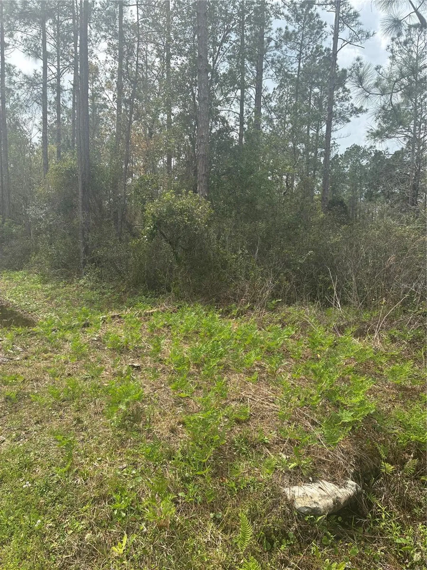 4205 Regina Street Hastings FL 32145