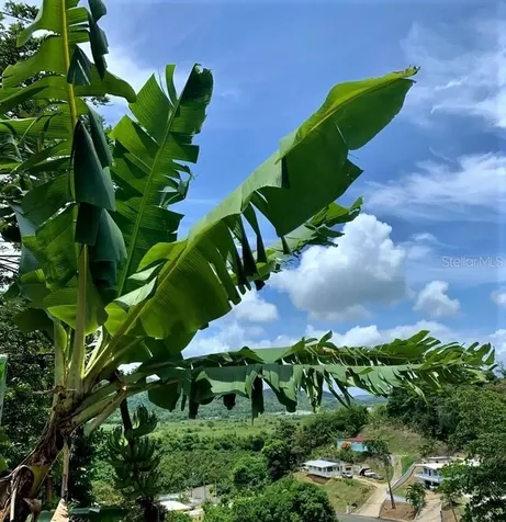 CARR#927 Sector Brazo Sec Kh7.6 Naguabo PR 00718