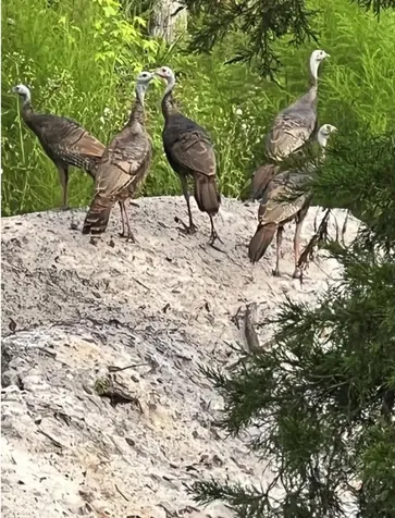 00 Clayton Road Cedar Key FL 32625
