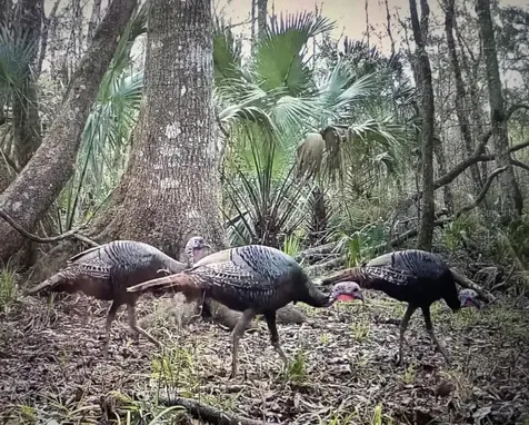 00 Clayton Road Cedar Key FL 32625