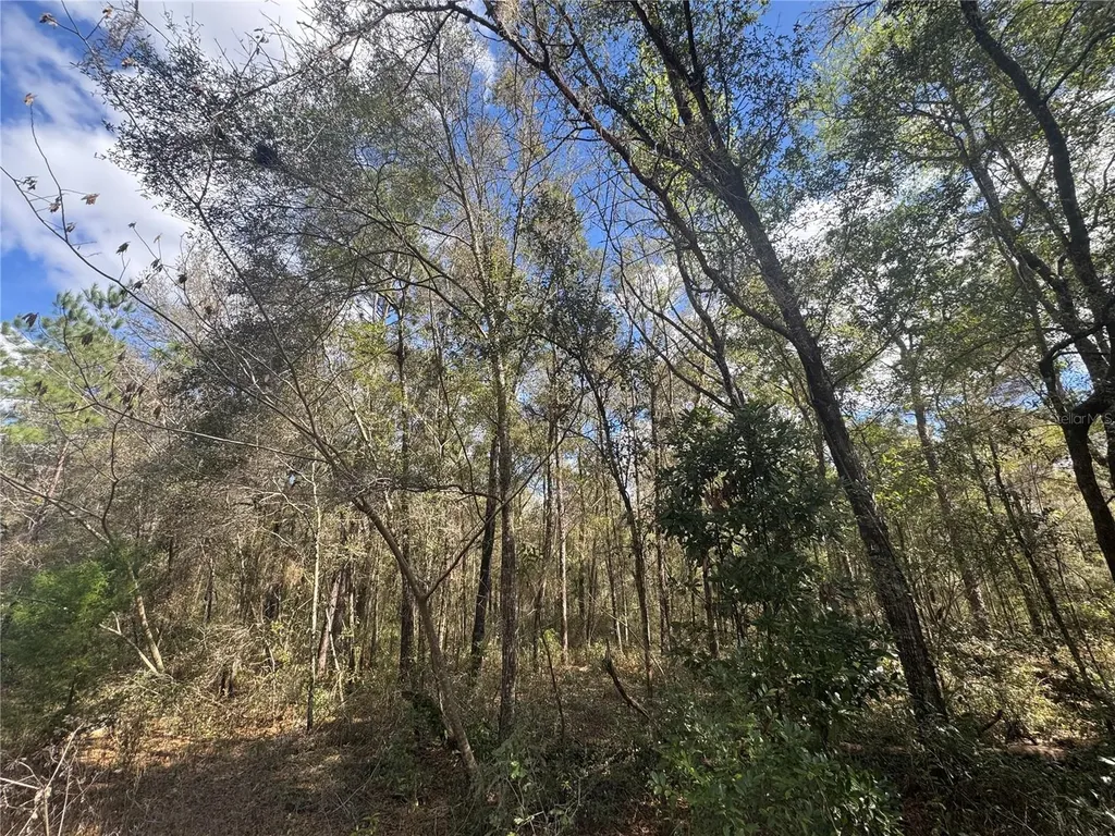 0000 NE 154th Avenue Williston FL 32696