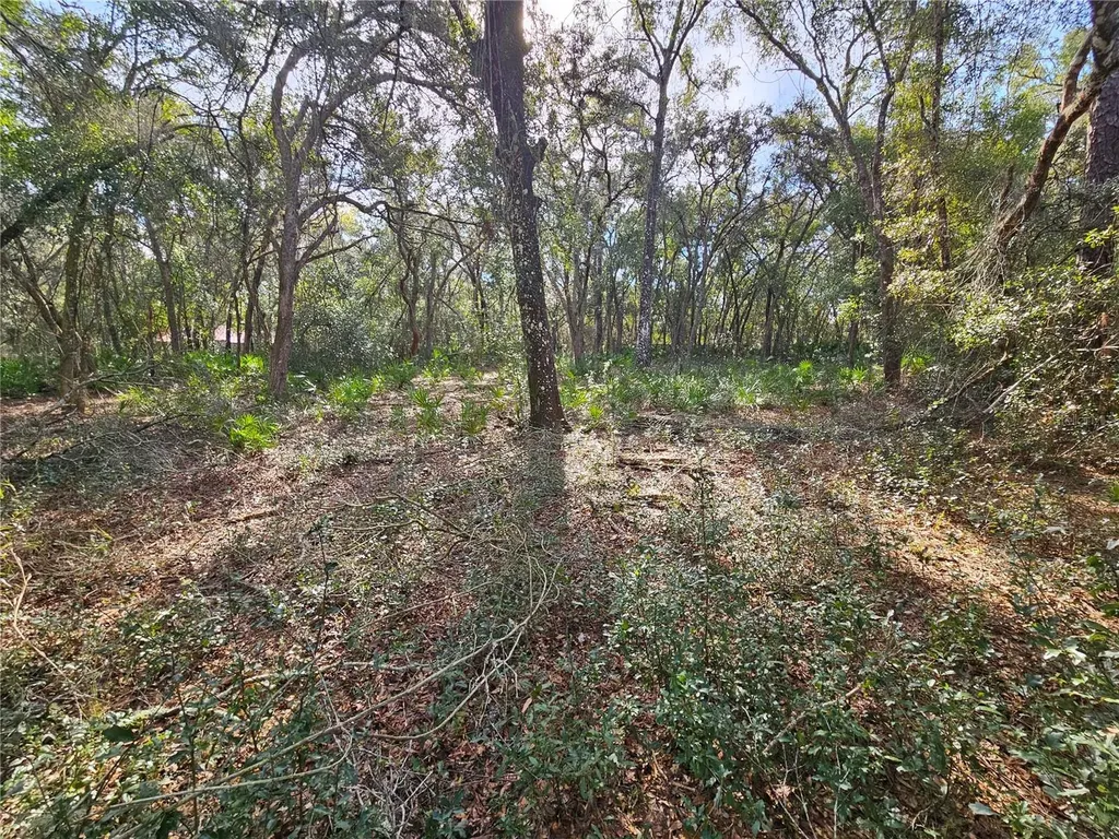 Rosehill Drive Webster FL 33597