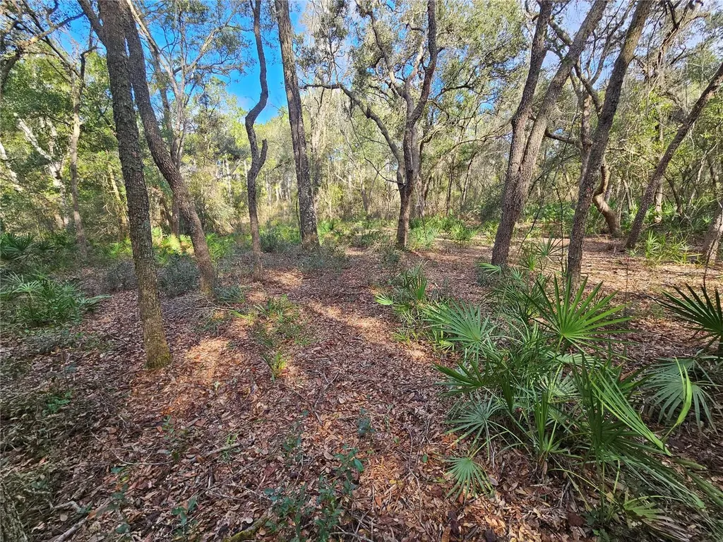 Rosehill Drive Webster FL 33597
