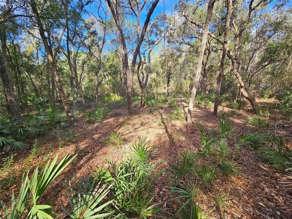 Rosehill Drive Webster FL 33597