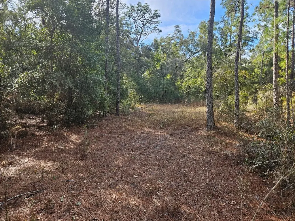 Rosehill Drive Webster FL 33597