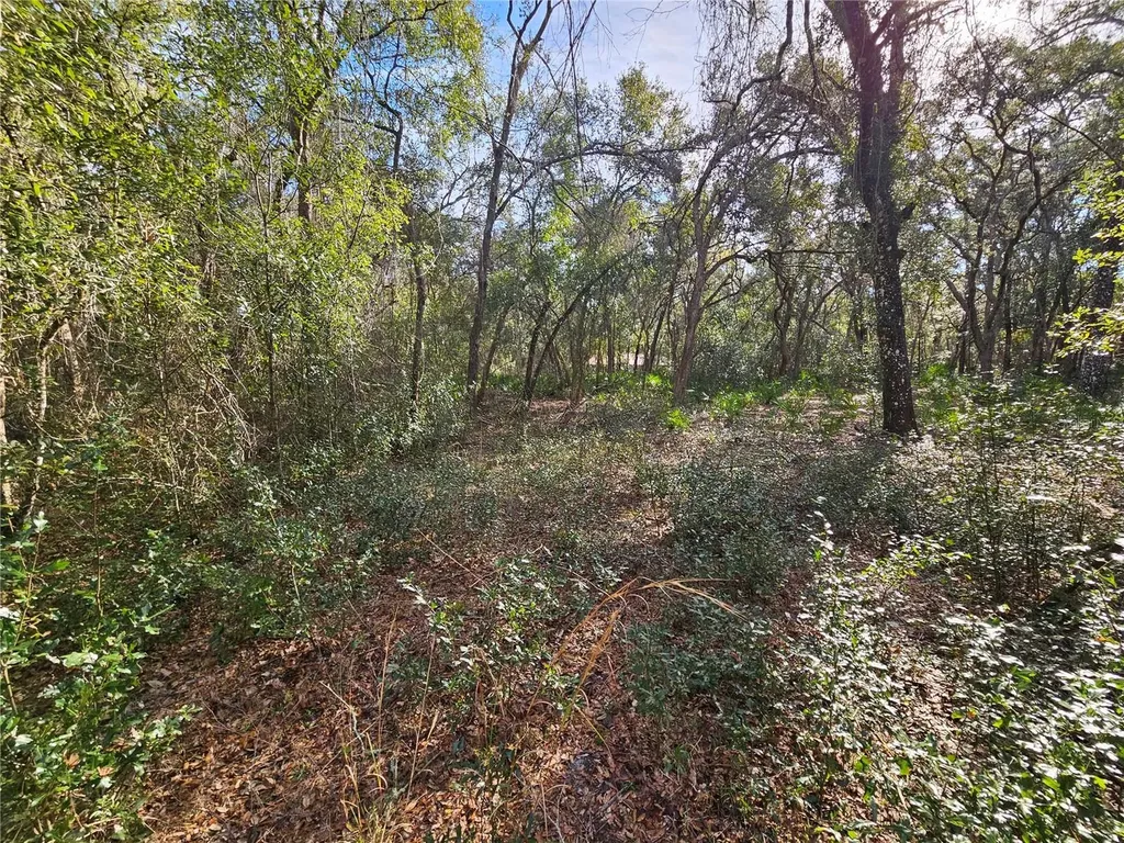 Rosehill Drive Webster FL 33597