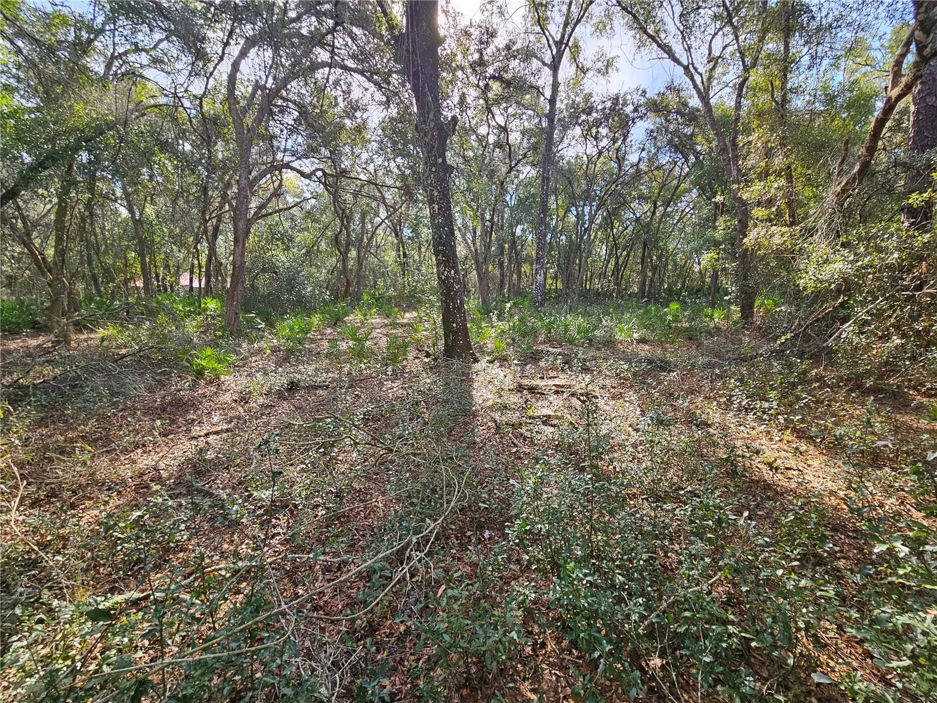 Rosehill Drive Webster FL 33597