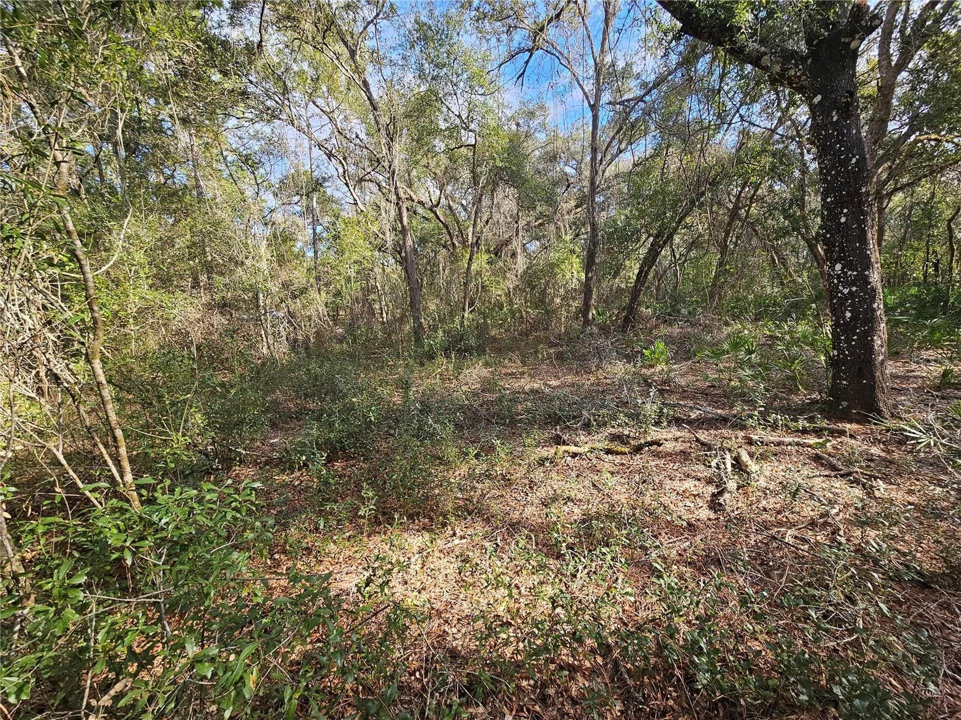 Rosehill Drive Webster FL 33597