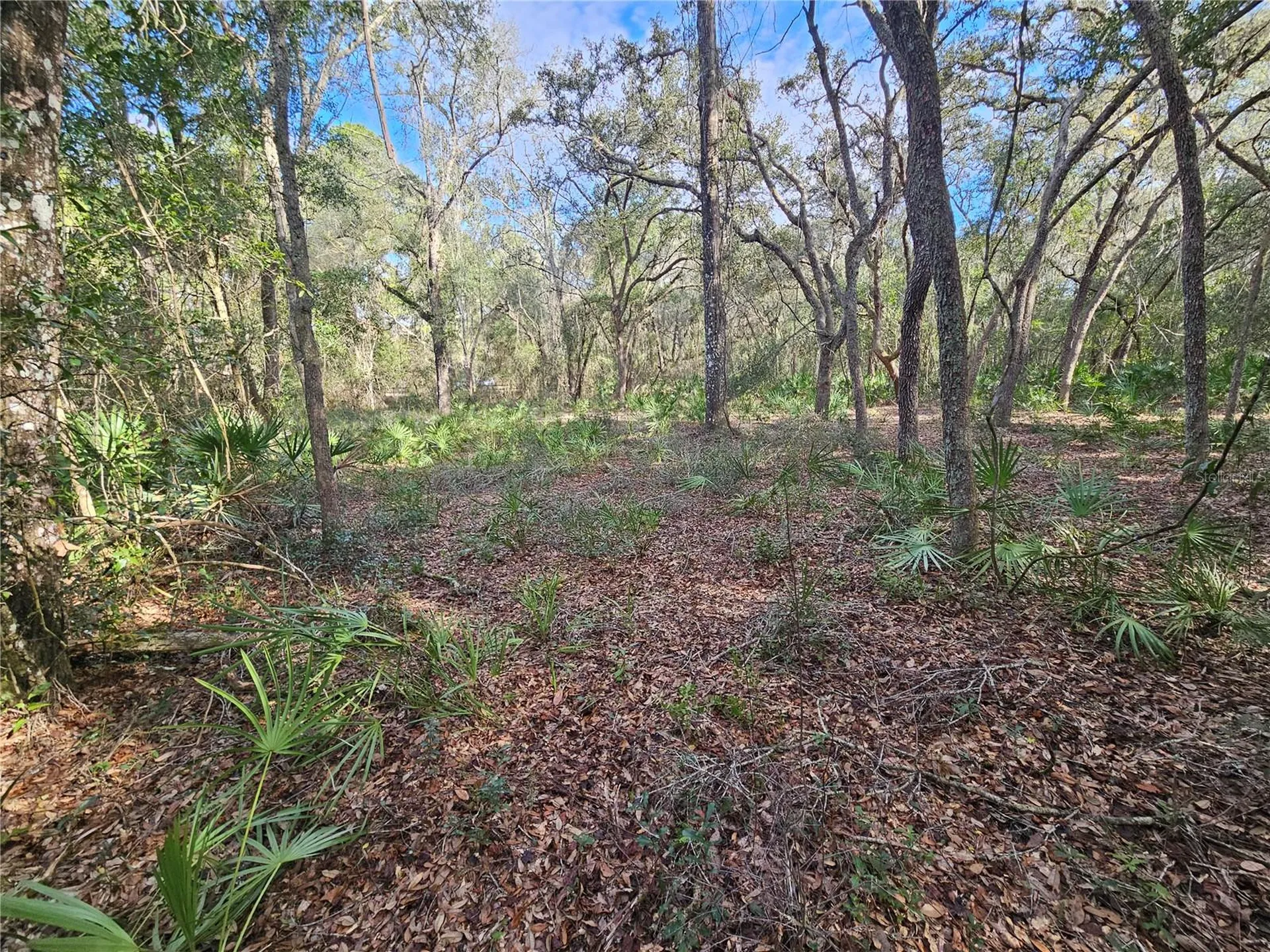 Rosehill Drive Webster FL 33597