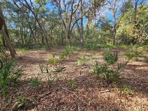 Rosehill Drive Webster FL 33597