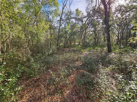 Rosehill Drive Webster FL 33597