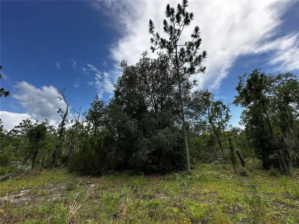 Tbd NE 16th Lane Williston FL 32696