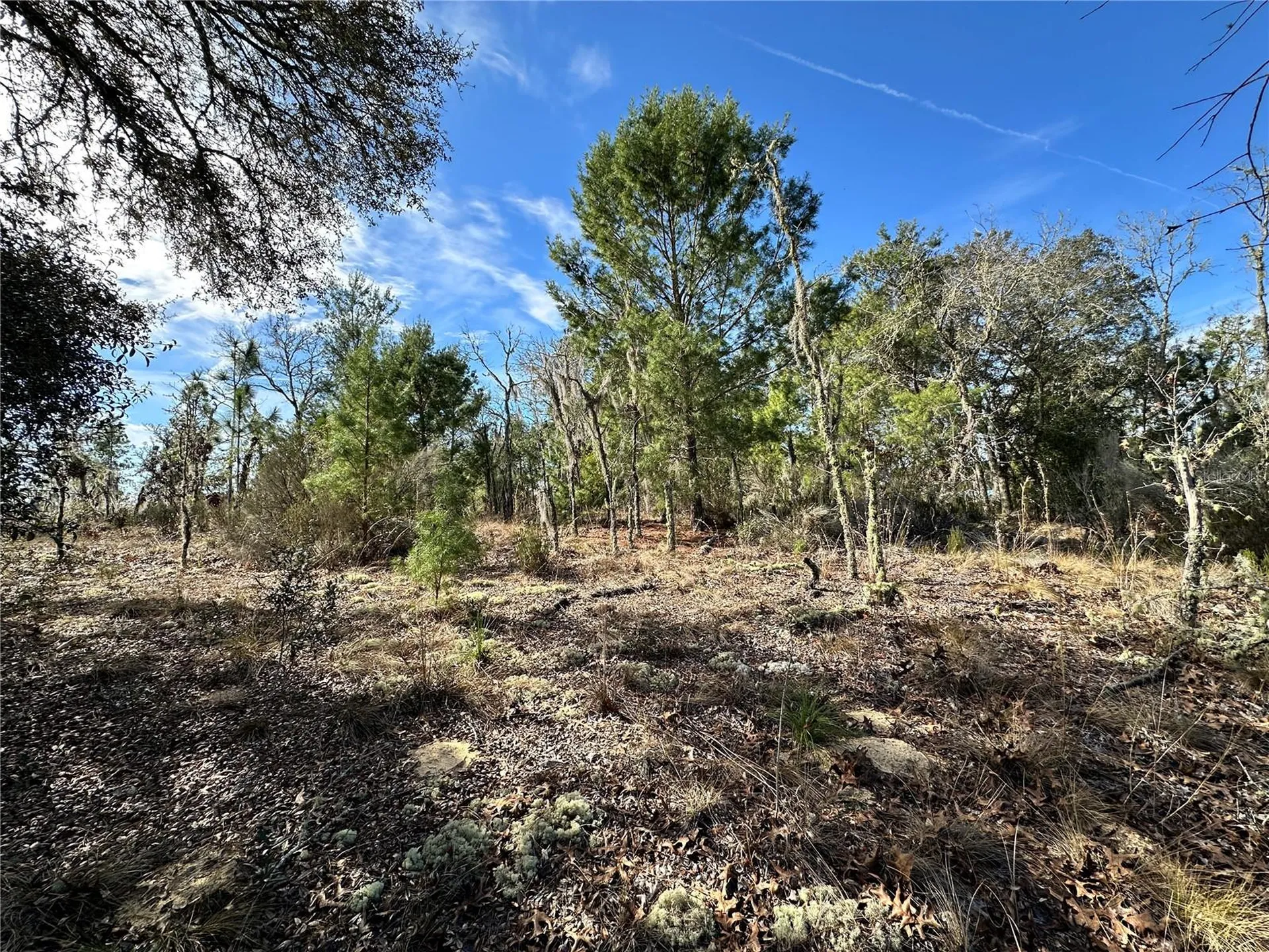 Tbd NE 16th Lane Williston FL 32696