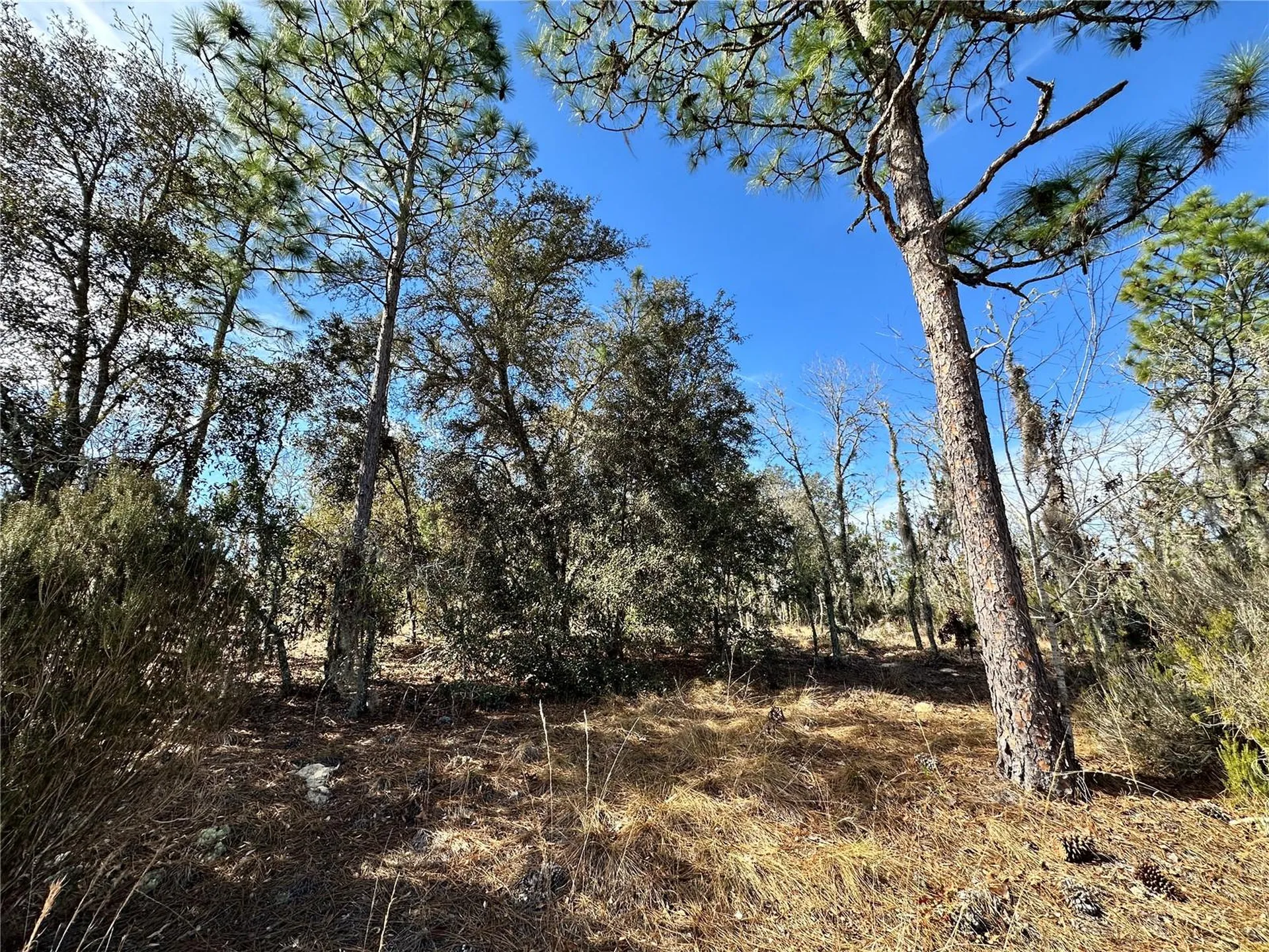 Tbd NE 16th Lane Williston FL 32696