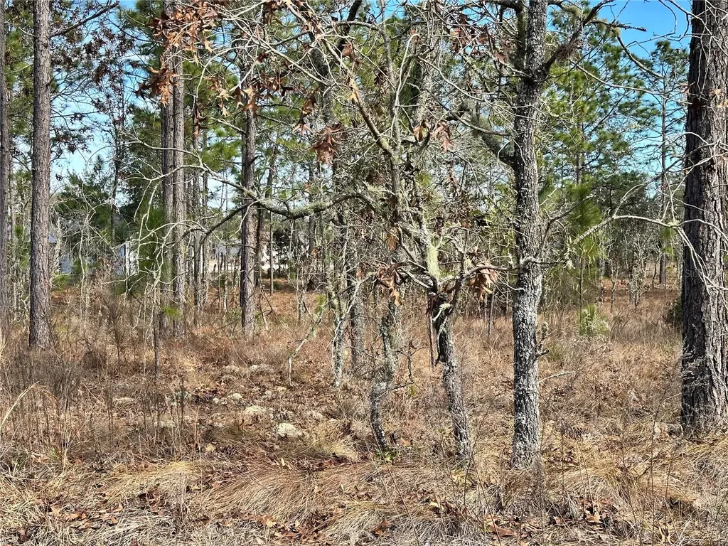 Tbd NE 150th Court Williston FL 32696