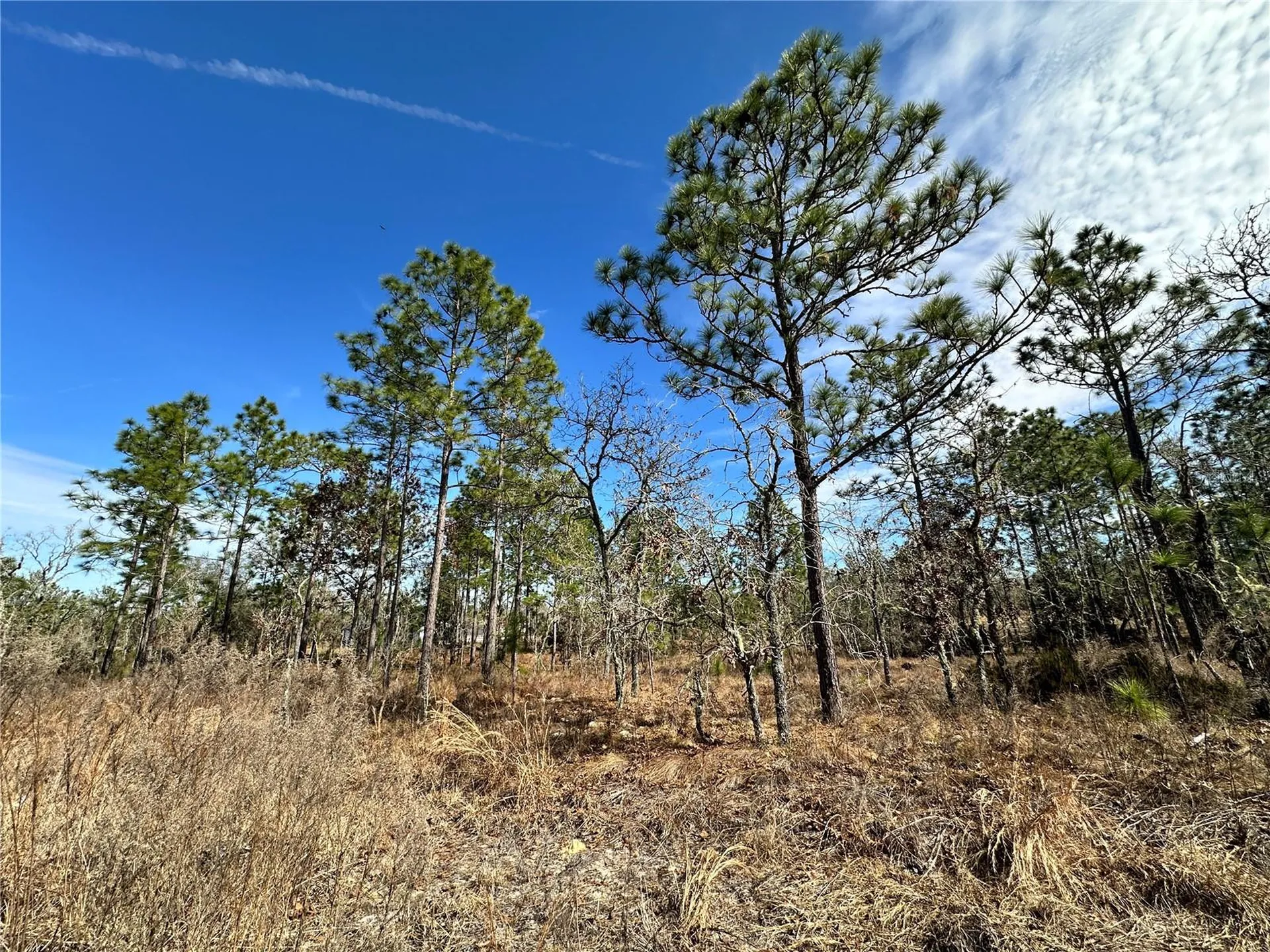 Tbd NE 150th Court Williston FL 32696