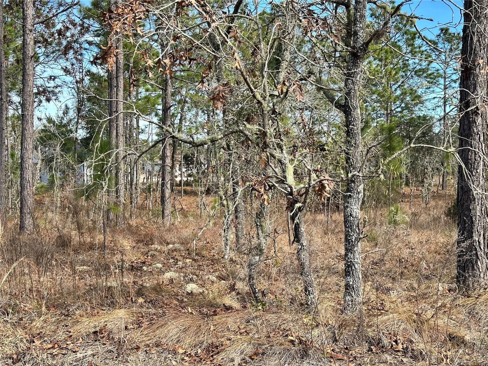 Tbd NE 150th Court Williston FL 32696