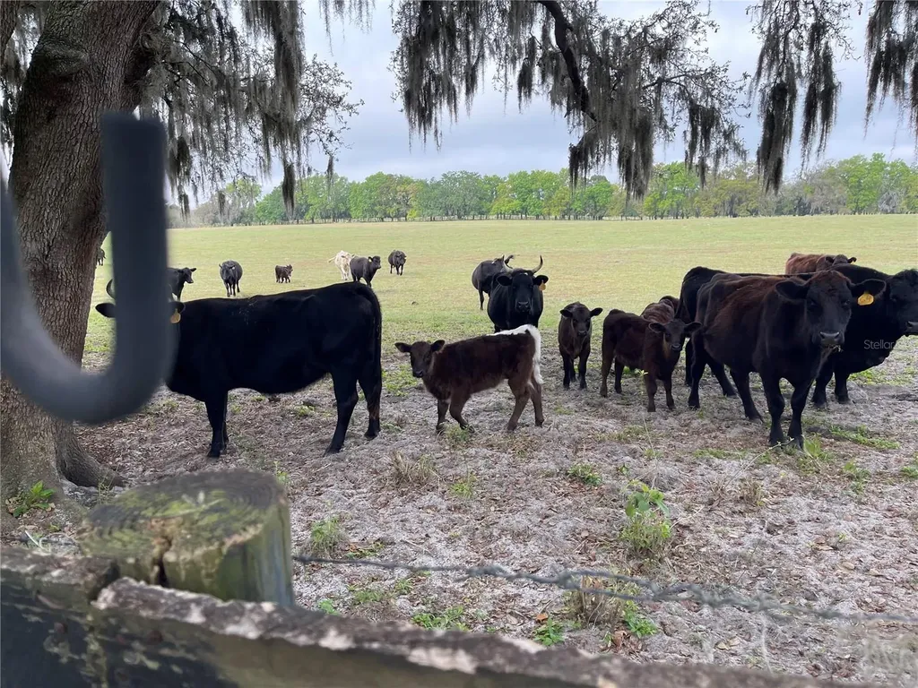 8089 SE 174th Belhaven Loop The Villages FL 32162