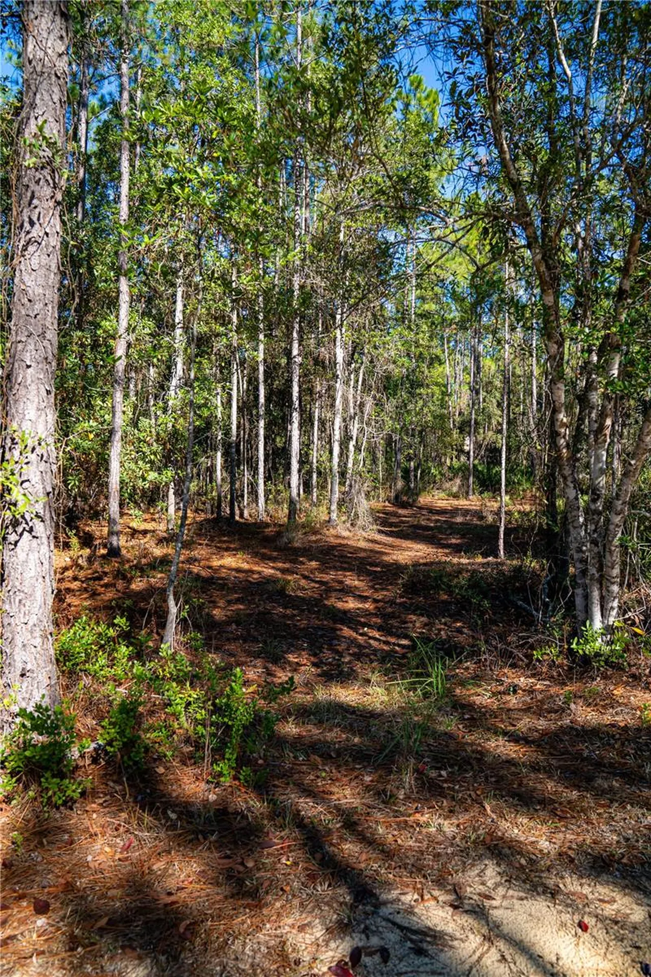 101 Thyme Drive Interlachen FL 32148