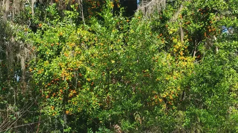 22380 Powell Road Brooksville FL 34602