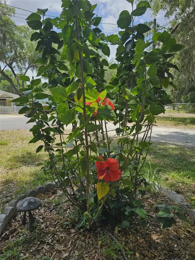 10895 SE Timucuan Road Summerfield FL 34491