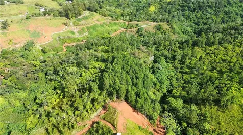 Bo. Maná Carr. 802 Km 2.5 Corozal PR 00783