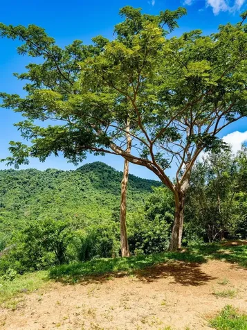 7759 Ramal Patillas PR 00723
