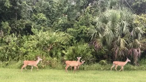 1001 Umbria Drive Kissimmee FL 34759