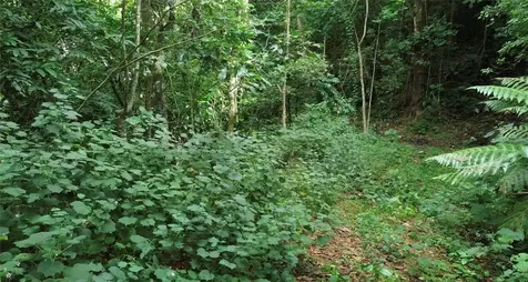 Cam. La Vega Orocovis PR 00720