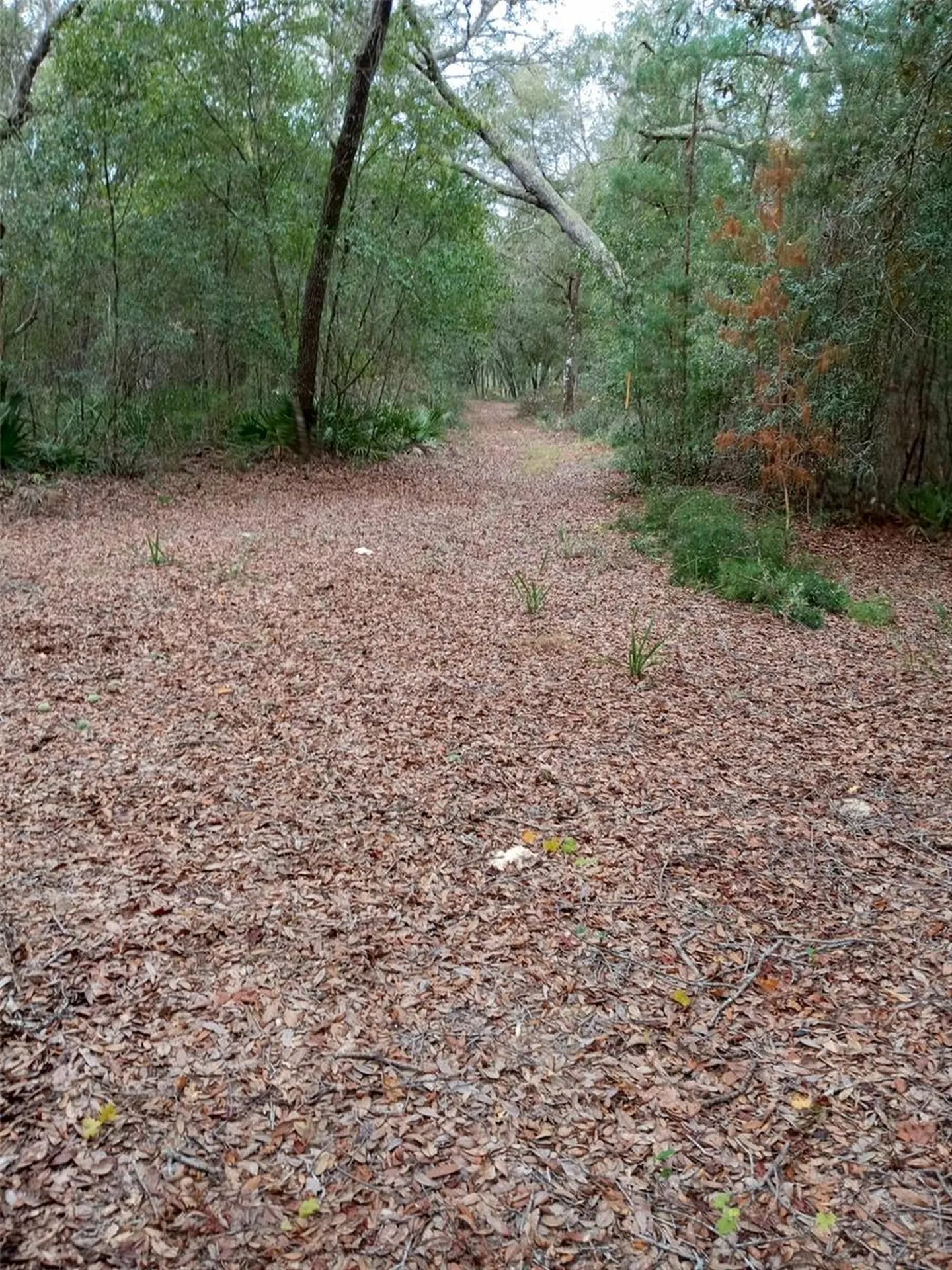 28093 SE Highway 42 Umatilla FL 32784