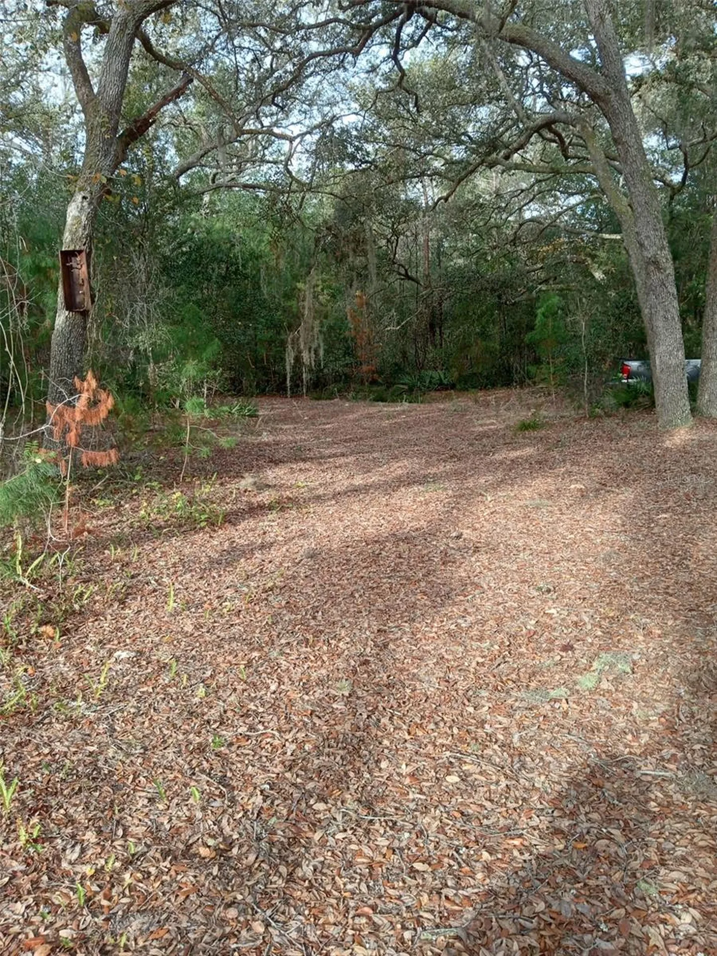 28093 SE Highway 42 Umatilla FL 32784