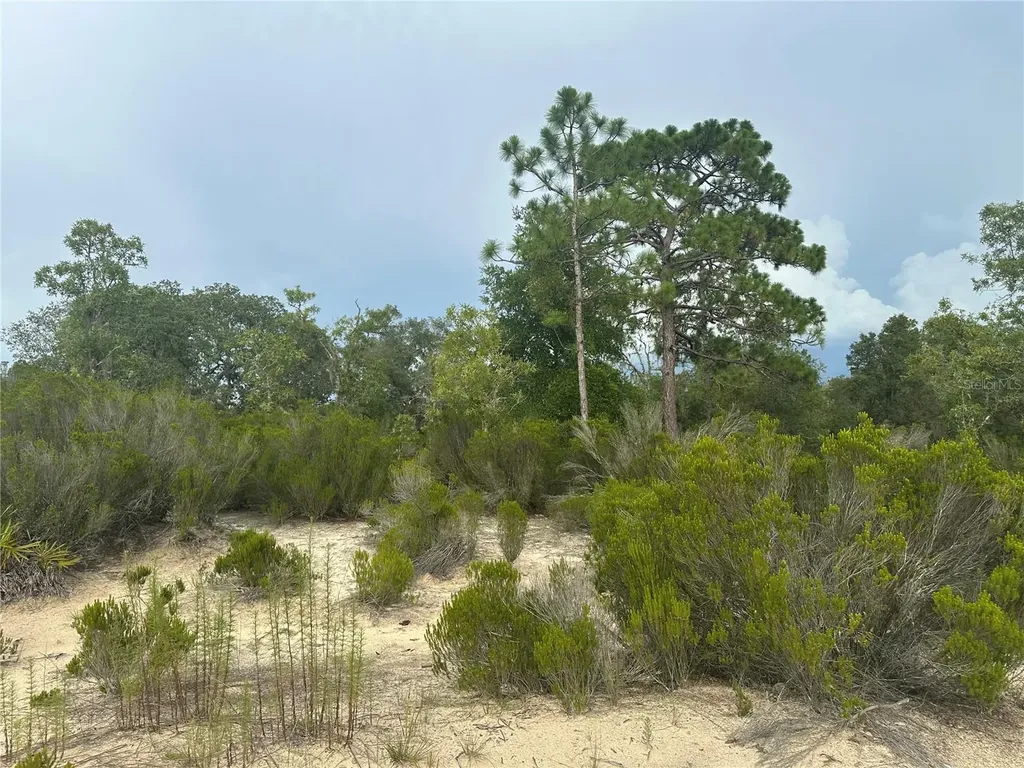 NE 85th Street Bronson FL 32621