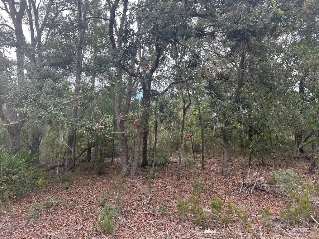 NE 85th Street Bronson FL 32621