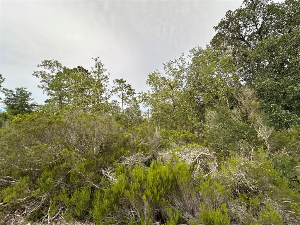 NE 85th Street Bronson FL 32621