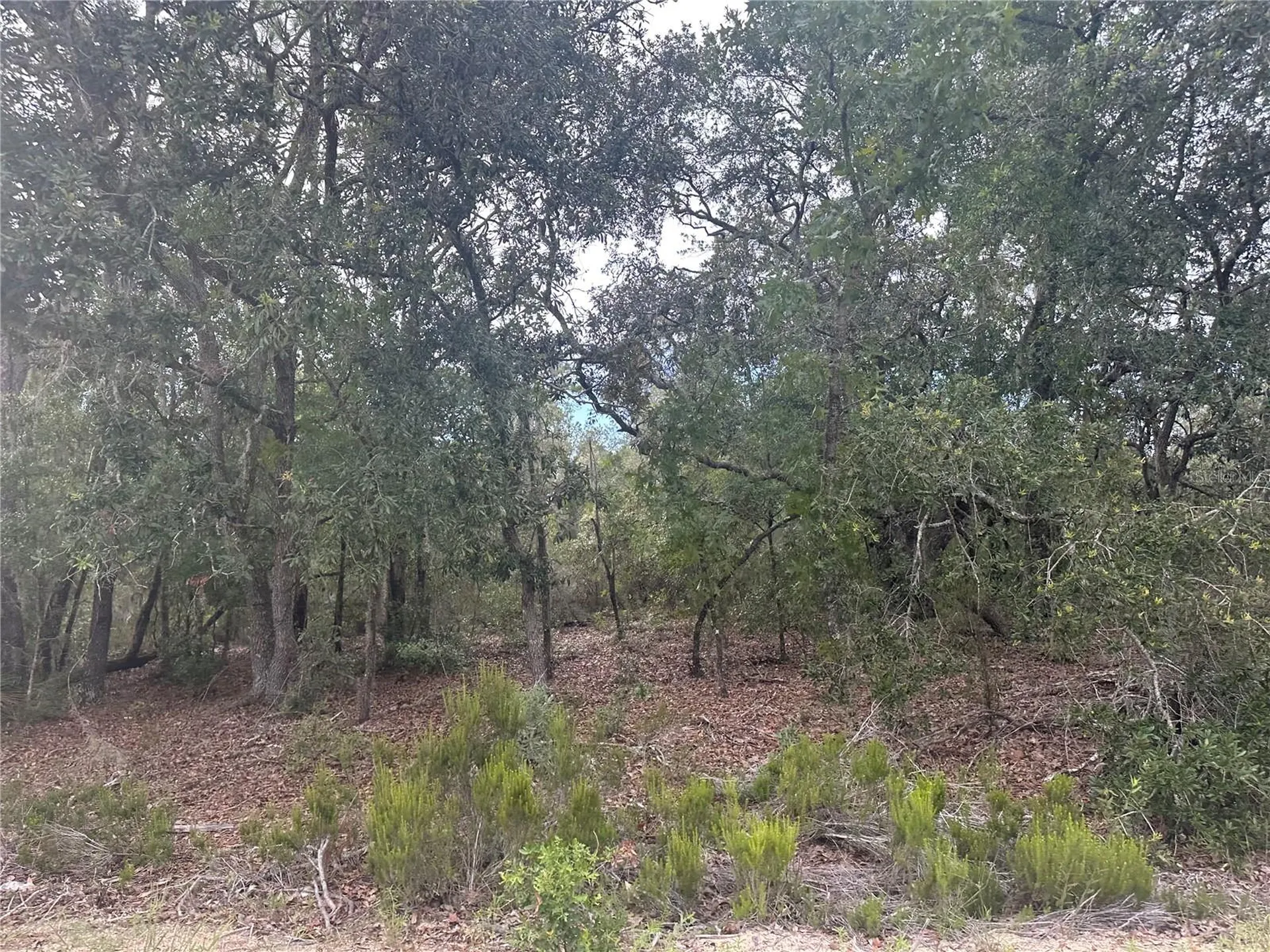 NE 85th Street Bronson FL 32621