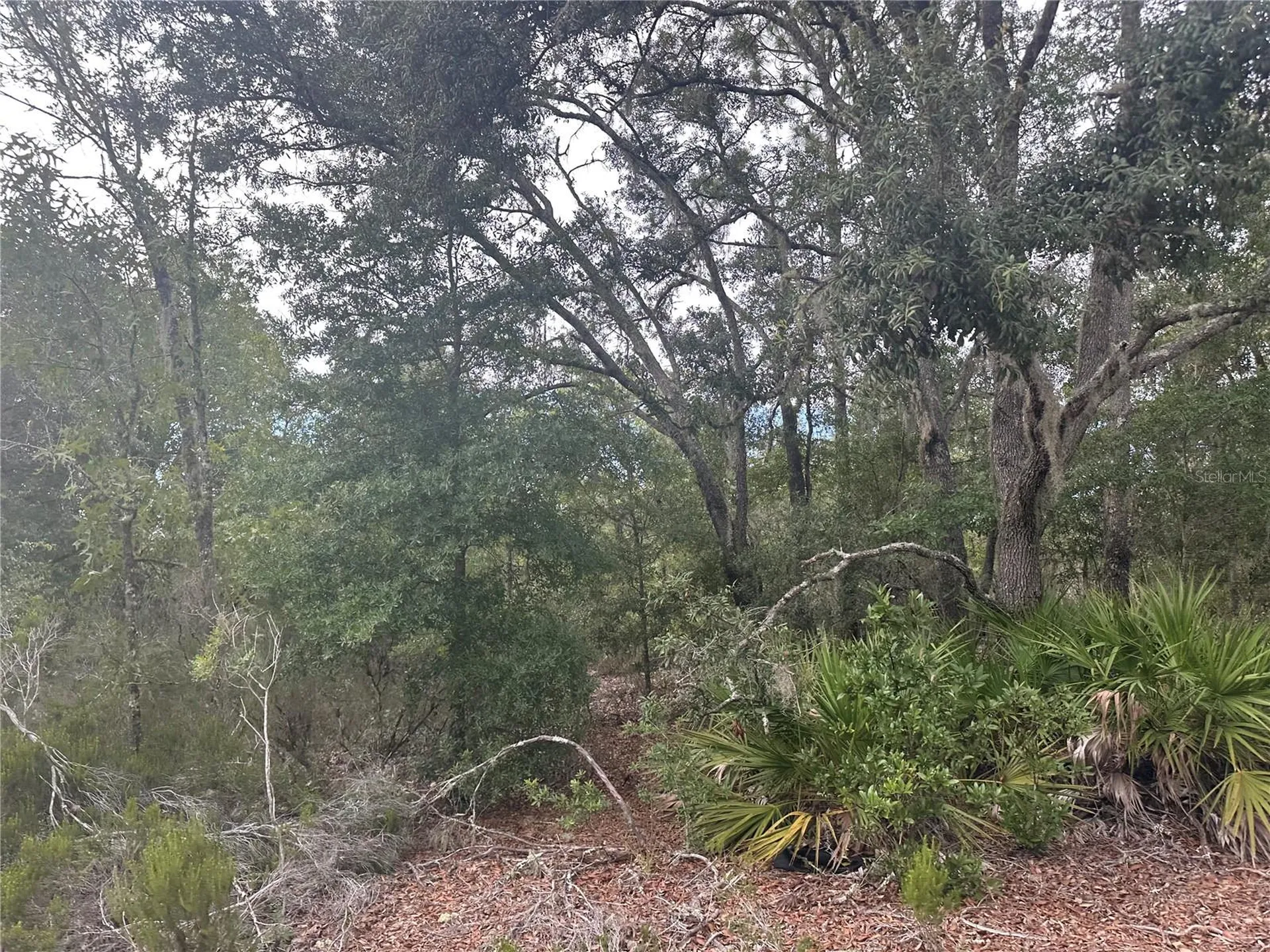 NE 85th Street Bronson FL 32621